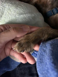 a person is petting a dog's paw