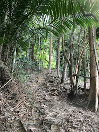 a dirt path through a forest with trees in the background