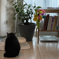 a black cat sitting in front of a plant