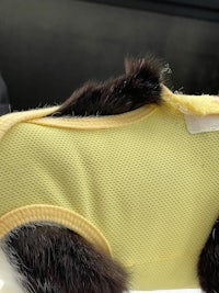 a black and white cat wearing a yellow shirt