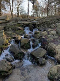 a small stream running through a wooded area
