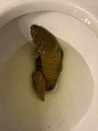 a worm in a toilet bowl