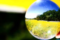 a person holding a glass ball with a yellow field in the background