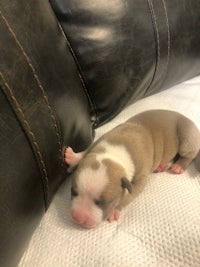 a small brown and white puppy laying on a couch