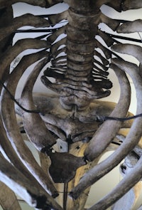 the skeleton of a whale in a museum