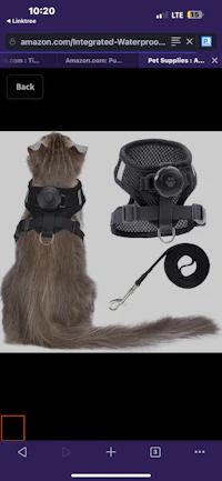 a picture of a cat with a harness and leash