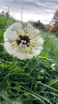 a white dandelion in the grass with dew on it