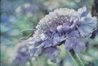 an image of a purple flower in a field