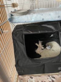 a black and white cat sleeping in a cat carrier