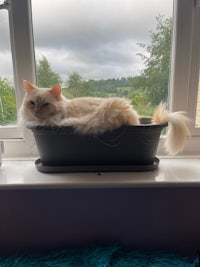 a white cat laying in a black planter on a window sill