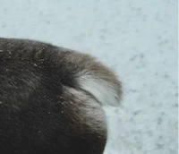 the back of a reindeer standing in the snow