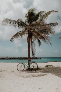a bicycle is leaning against a palm tree on the beach