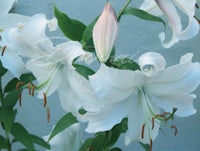 white lilies with green leaves in a garden