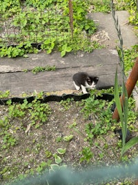 a black and white cat walking on a wooden walkway