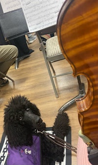 a black poodle sitting on the floor next to a violin