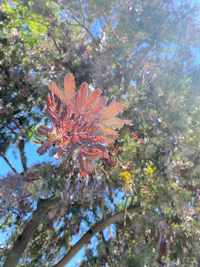 the leaves of a tree with a blue sky in the background