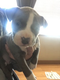 a blue and white pit bull puppy being held by a person