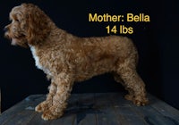 a brown dog standing on a table with the words mother bella 14 lbs
