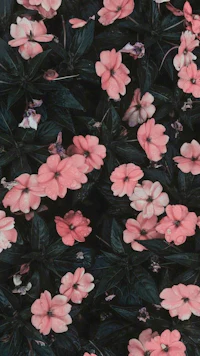 pink flowers on a black background