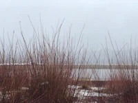 a group of tall grasses near a lake on a cloudy day