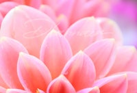 a close up of a pink dahlia flower