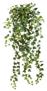 an ivy plant on a black background