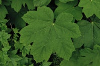 a close up of a large green leaf