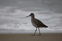 a bird walking on a beach