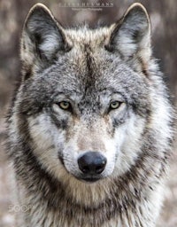 a close up of a gray wolf staring at the camera