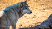 a gray wolf is standing next to a log in the dirt