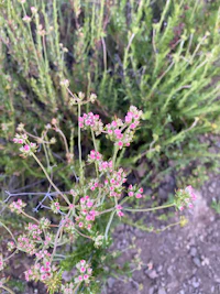 a small plant with pink flowers in the dirt
