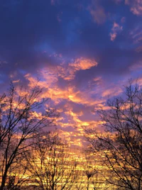 a colorful sunset with bare trees in the background