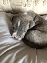 a grey and white puppy curled up on a pillow