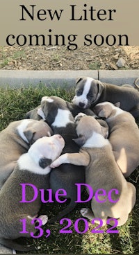 new litter coming soon due december 13 2020