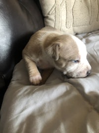 a white and brown puppy laying on a couch