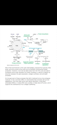 a diagram showing the structure of the brain