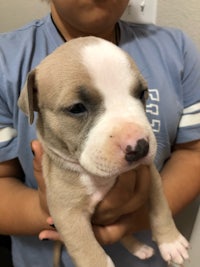 a woman is holding a small white and brown pit bull puppy