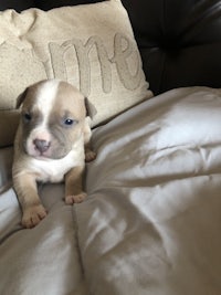 a small puppy laying on top of a pillow