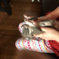 a person holding a small grey and white dog