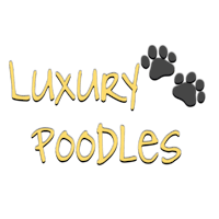 luxury poodles logo on a black background
