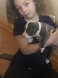 a young girl holding a blue and white pit bull puppy