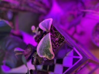a potted plant in a purple light