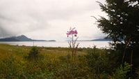 a pink flower in front of a lake and mountains