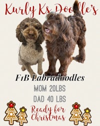 kurly k doodle's fb labradoodles ready for christmas