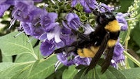 a black and yellow bumble bee on a purple flower