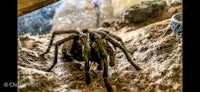 a large tarantula in a zoo exhibit