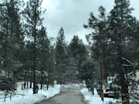 a snow covered road in a pine forest