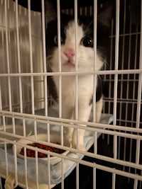 a black and white cat sitting in a cage