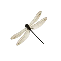a dragonfly on a black background