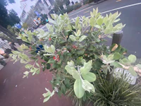 eucalyptus plant on the side of the road